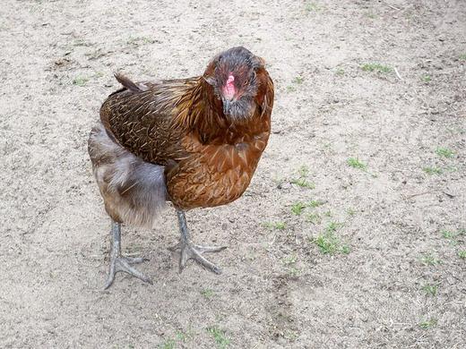 Poule Araucana