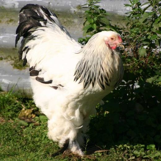 Poule Brahma géante emplumée