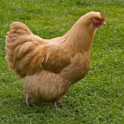 Poule Orpington