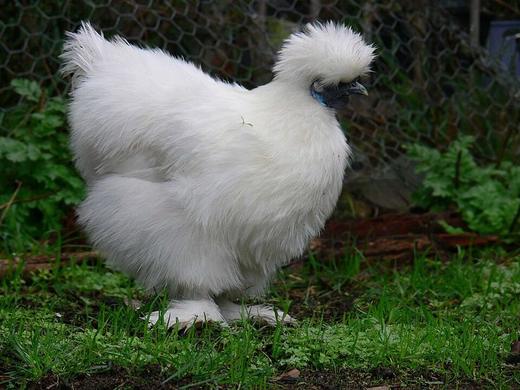 Poule Soie