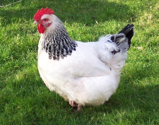 Poule rustique de montagne