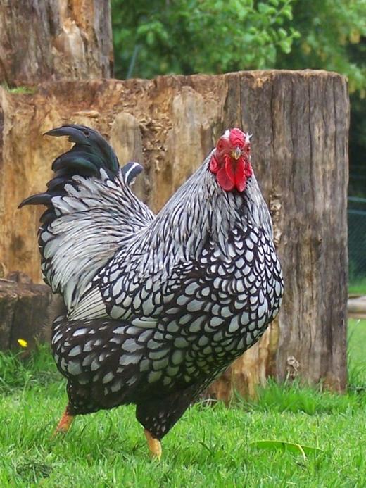 Poule naine sans queue