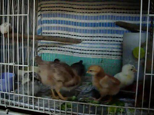 Poussins