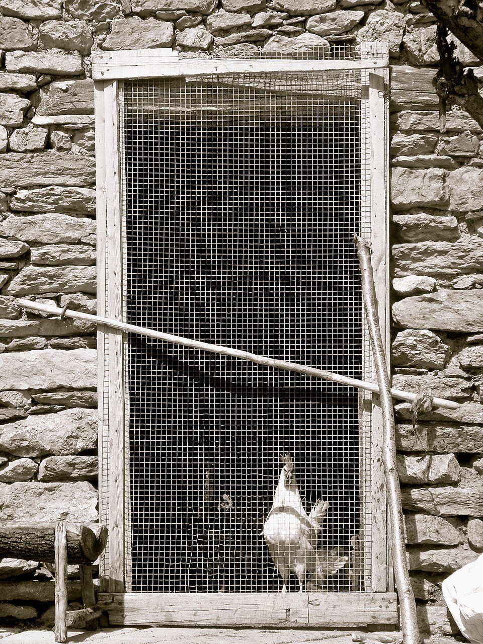Enclos grillagé pour poules