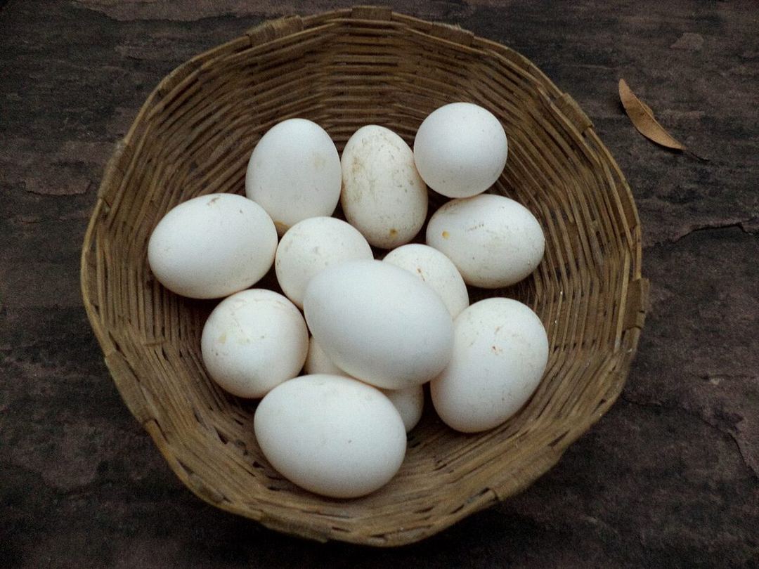 Panier d'œufs frais