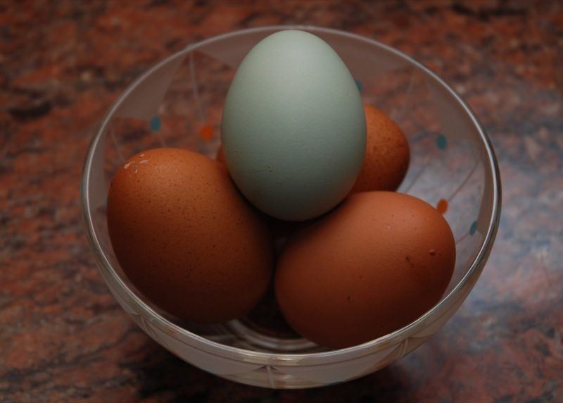 Livre sur les races de poules