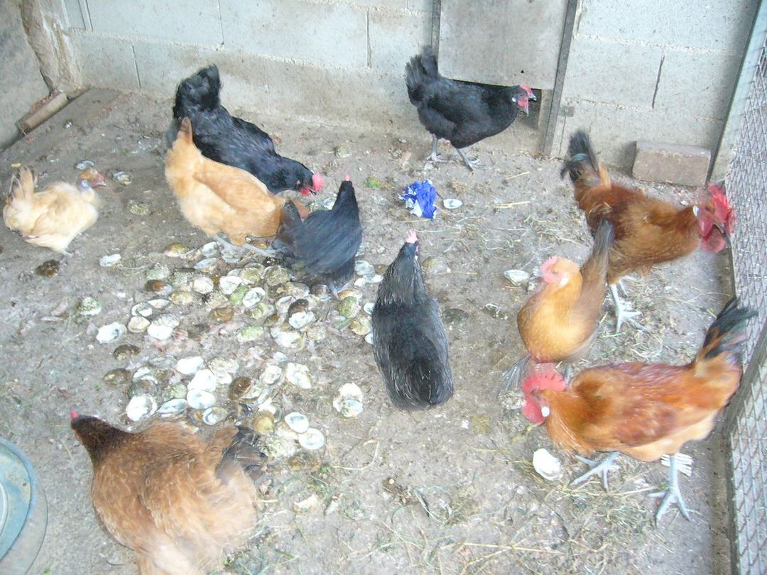 Groupe de poules dans un enclos