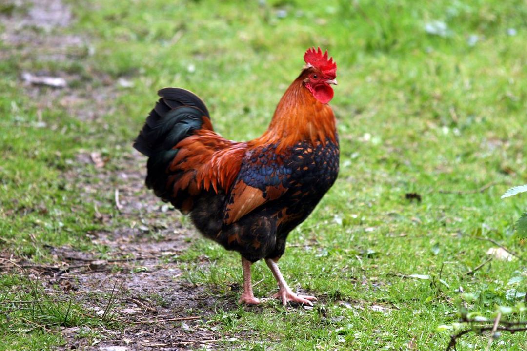 Poule sur l'herbe