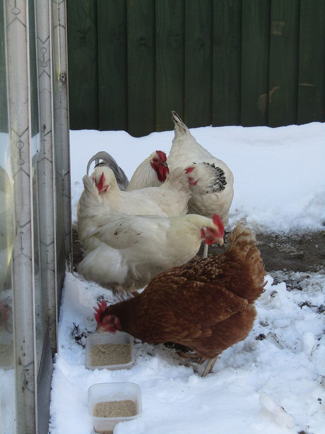 Poules en hiver
