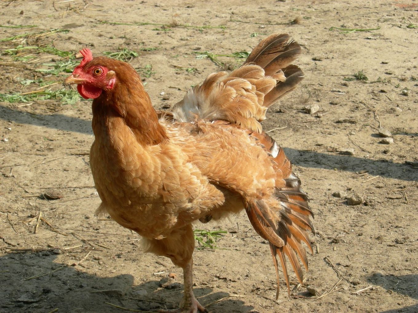 Poule rousse dans un jardin