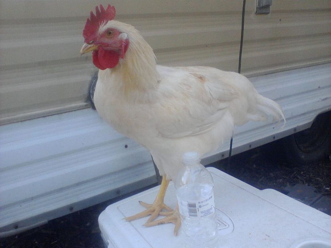 Coq