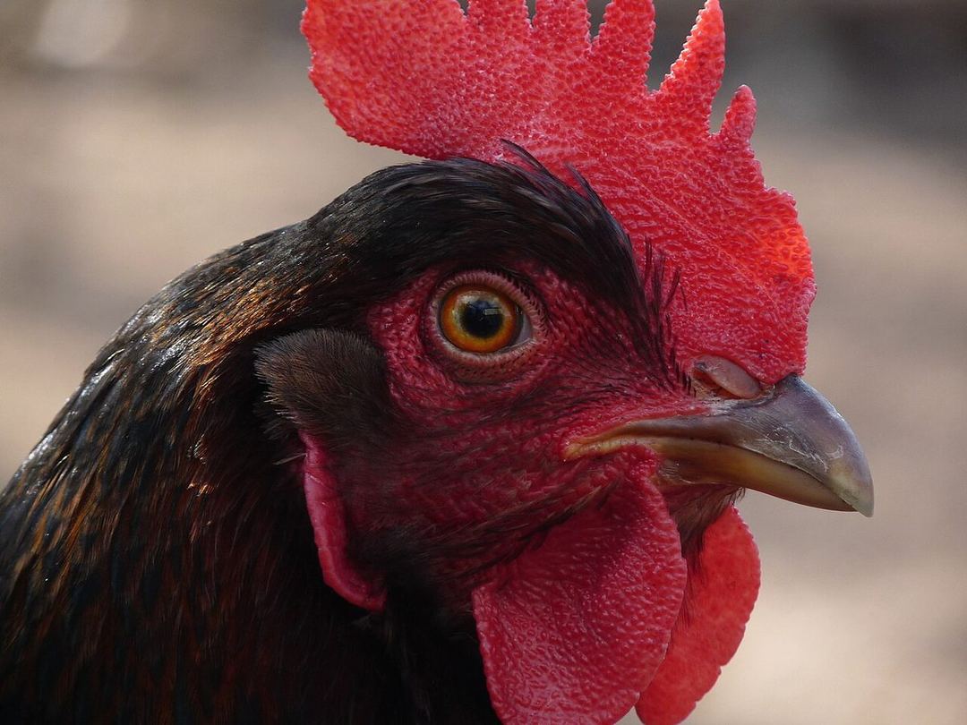 Poule en bonne santé